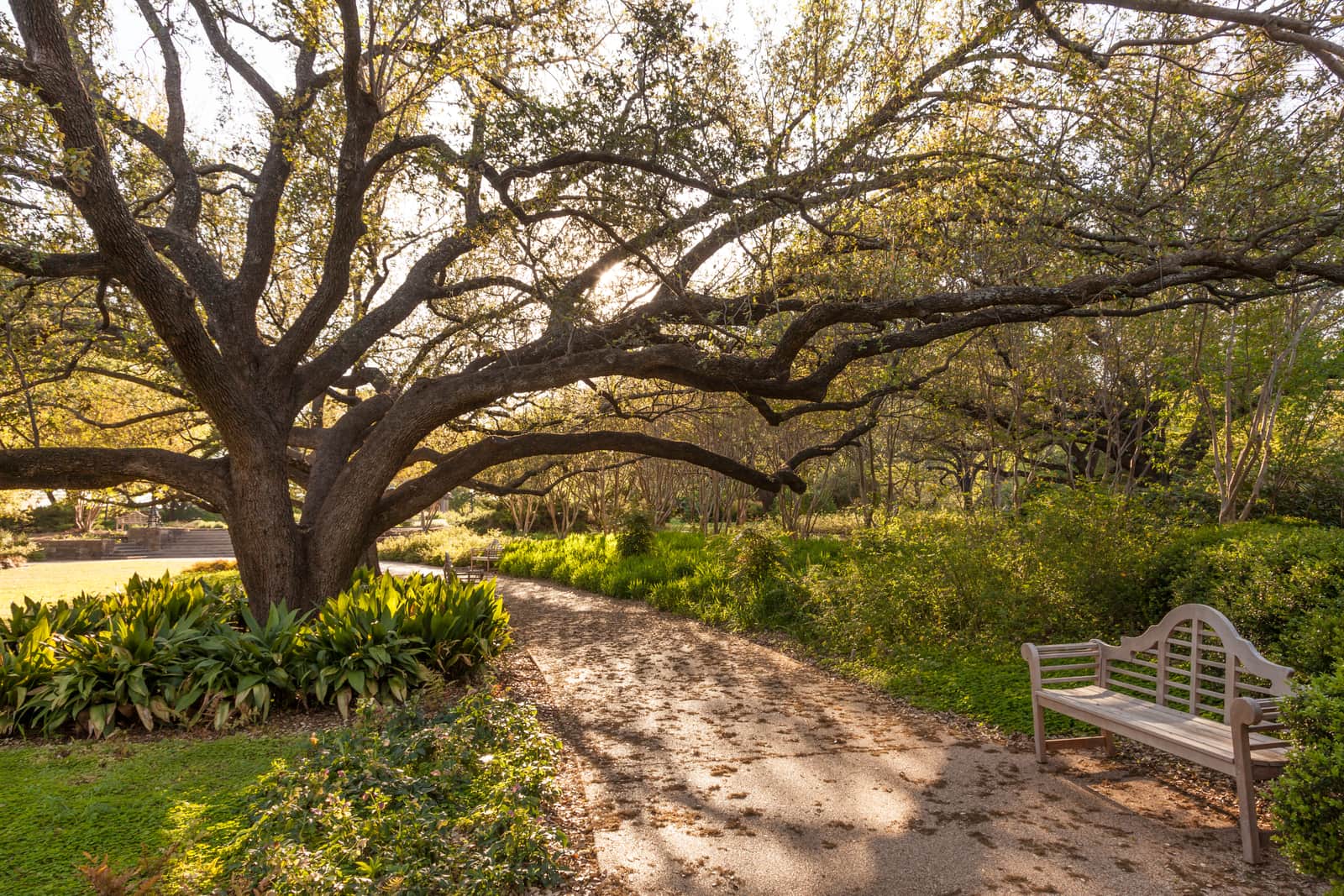 Park bench shaded by a tree in Texas